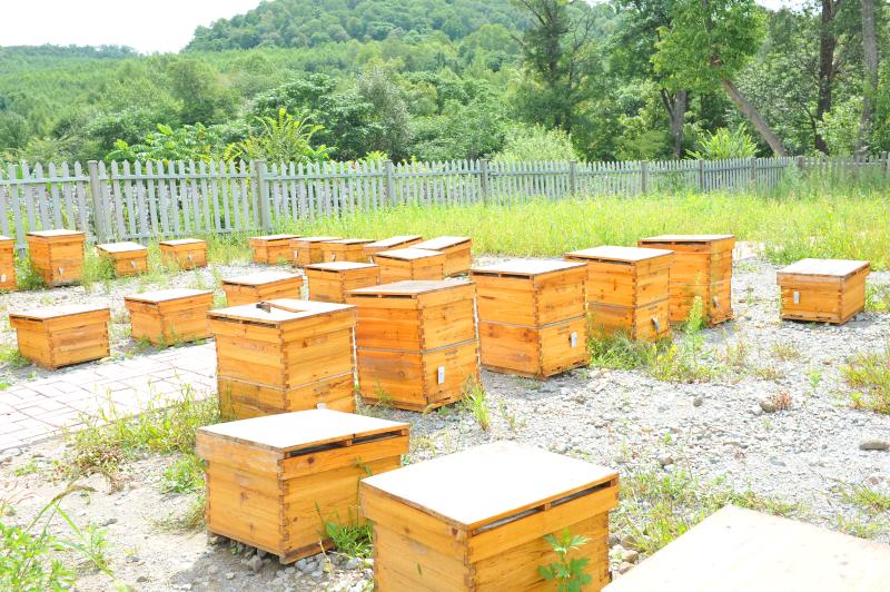 敖东高山椴树蜜,椴树蜜特产