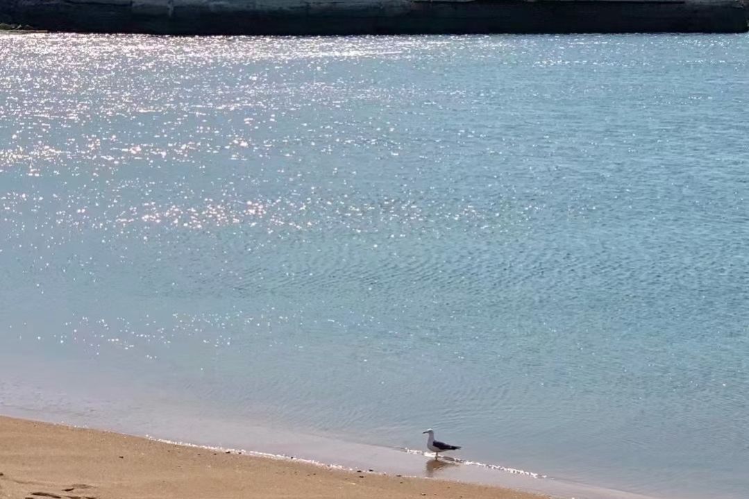 征服微短剧,征服小说版