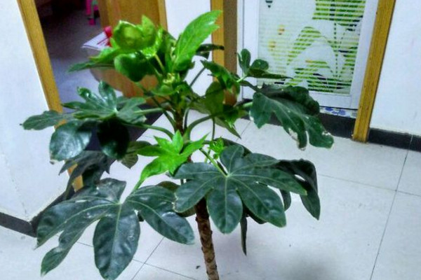 八角金盘有毒吗视频,八角金盘有毒吗可以在室内养吗