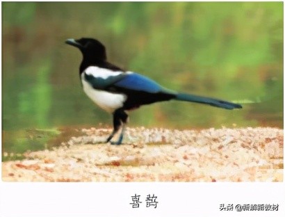 一年级如何快速有效掌握拼音声调,一年级语文拼音标声调专项训练