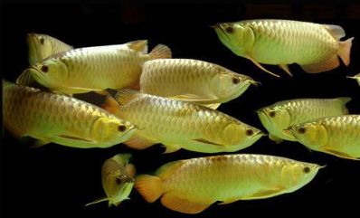 潮汕90后男生卖金龙鱼,一小伙买金龙鱼