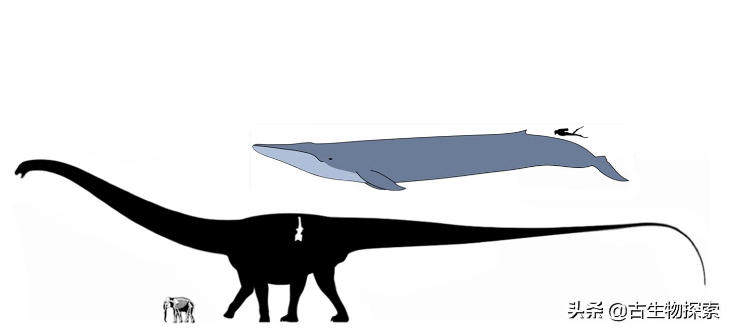 所有蜥脚类恐龙大小对比,各种蜥脚类恐龙大小体型比较