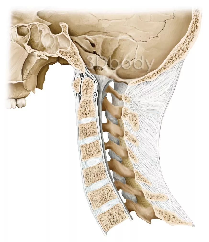 颈椎曲度没问题会椎间盘突出么,正常的颈椎曲度是什么样的