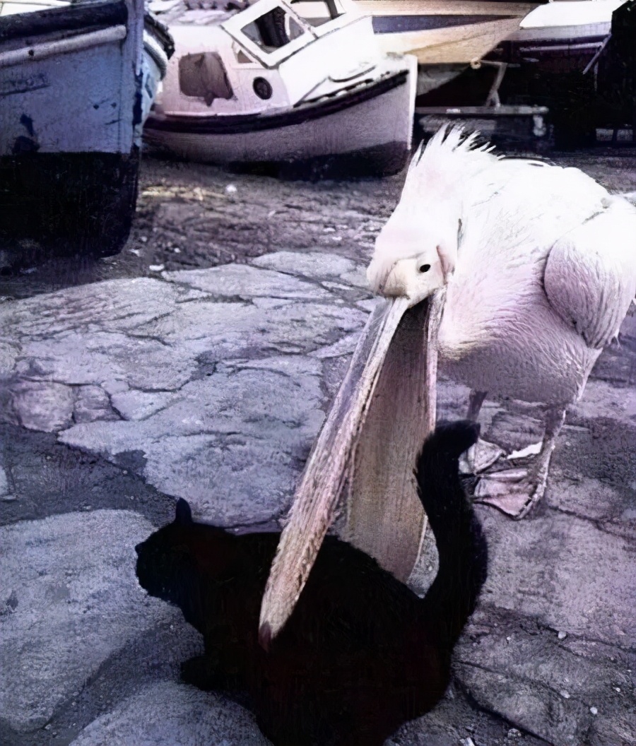 鹈鹕的网红之路：万物皆可吞,万物皆可吞的鹈鹕