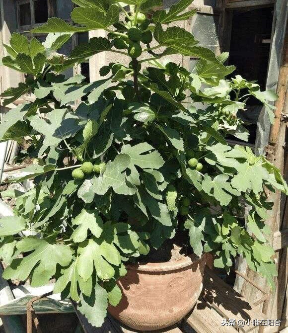 种无花果用这两个方法一年就枝繁,大面积种植无花果技术