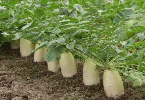 种植萝卜的正确方法和步骤幼儿园,种植萝卜小妙招100种