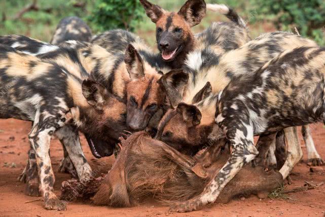 用喷嚏来投票？不可思议的方式，让非洲野狗团队更民主更团结