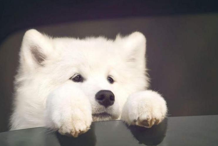 有一只太粘人的狗是什么体验,有一只特别粘人的狗