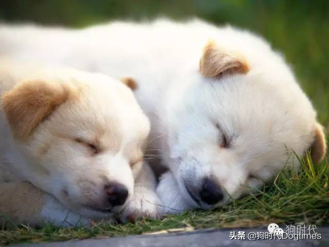 狗狗绝育第一天护理,狗狗绝育的方法和步骤