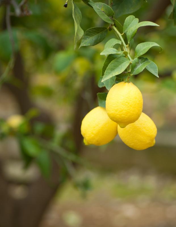 柠檬树种家里的好处,把柠檬树搬到阳光下