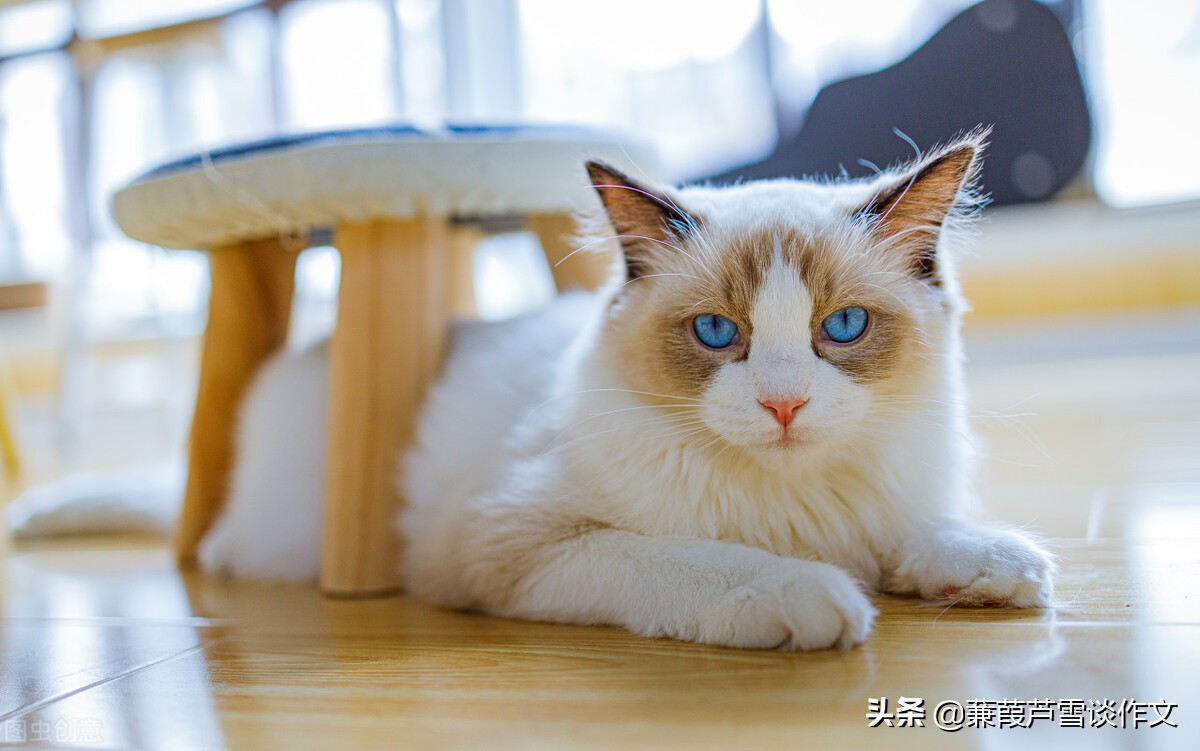 让说明文多些文艺范——阿宝老师的“作文经”（一三二）