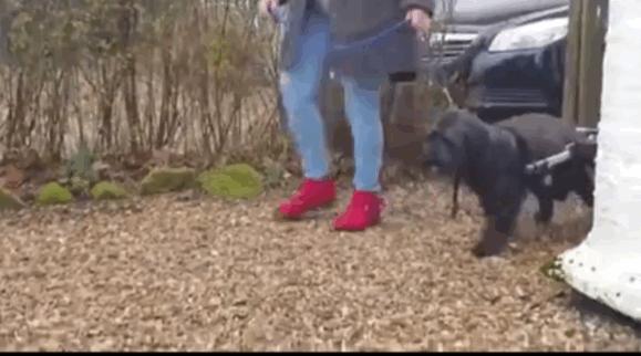 狗狗瘫痪的原因及治疗,狗狗后腿瘫痪怎么治疗最好最有效