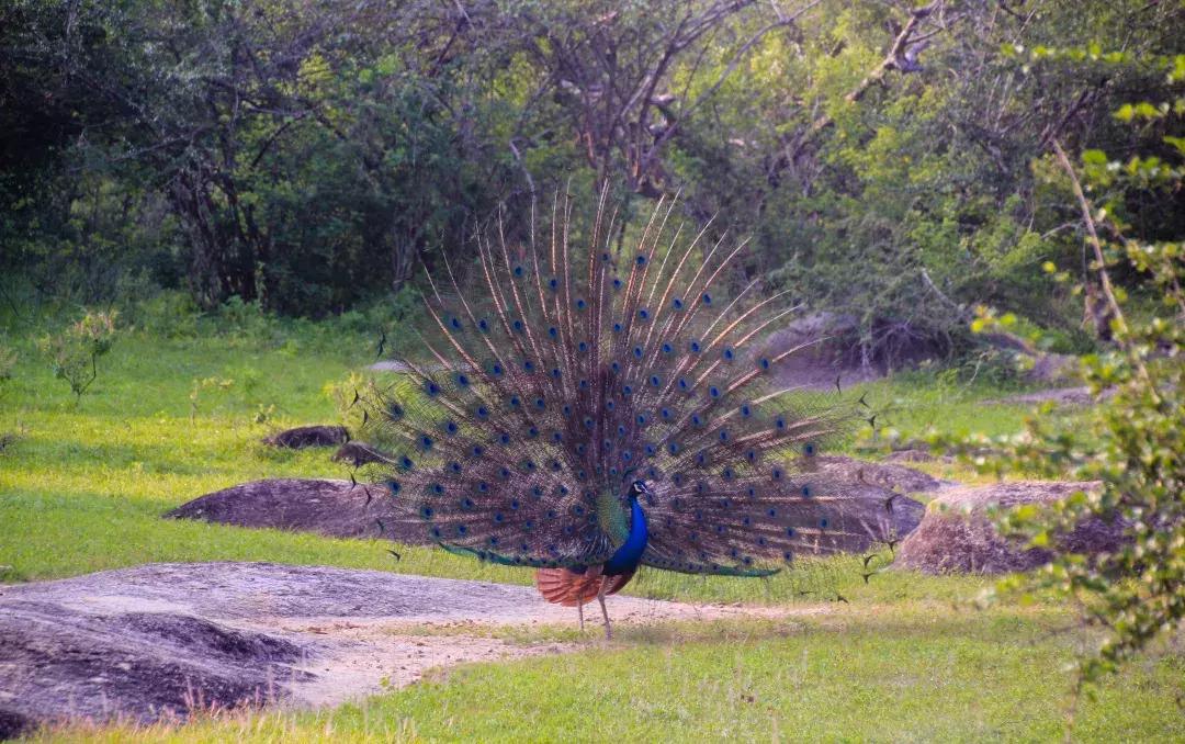 斯里兰卡的风景,风景优美而且物价便宜