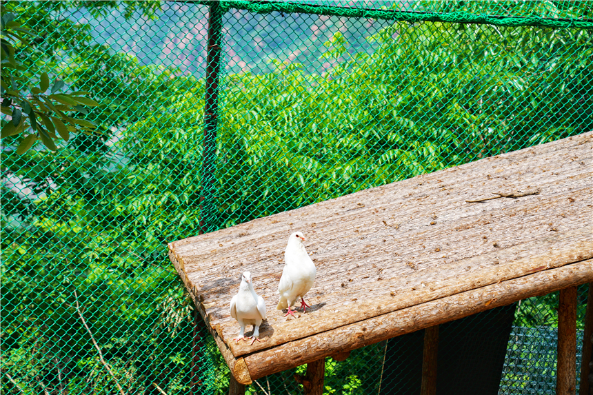初夏河南,找寻童心,邂逅伏羲山的斜阳,一颗心萌化在云上牧场