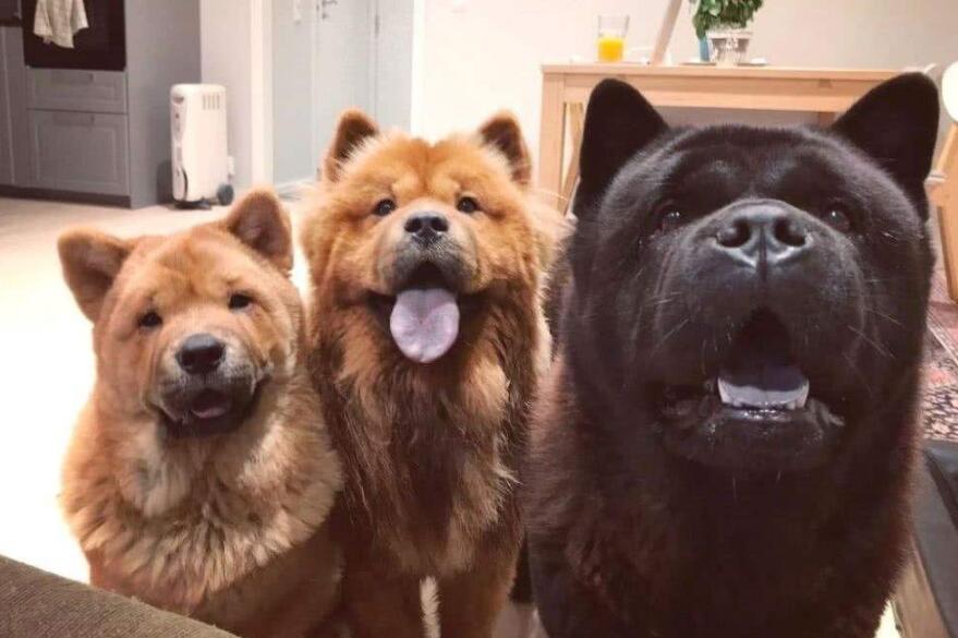 为什么大家不养可卡犬,为什么大家不愿意养宠物