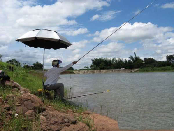 在两广地区，只要有此鱼存在的水域，钓鱼人断竿切线是常有的事