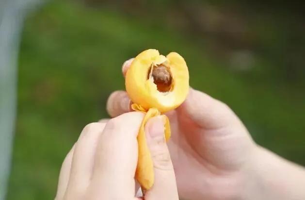 开阳最好吃的枇杷,皮薄多汁的枇杷