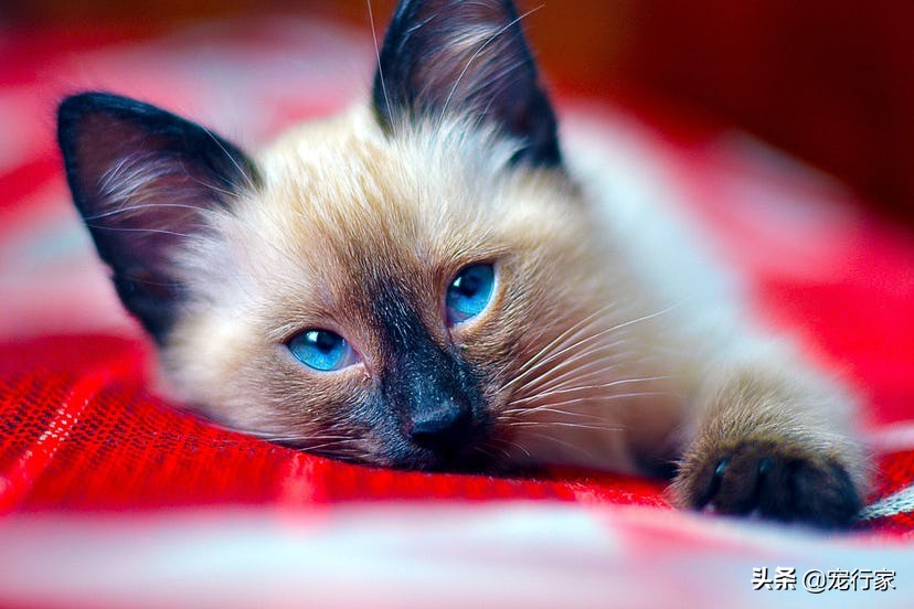 养猫后家里好臭怎么办,养猫后觉得猫很烦怎么办