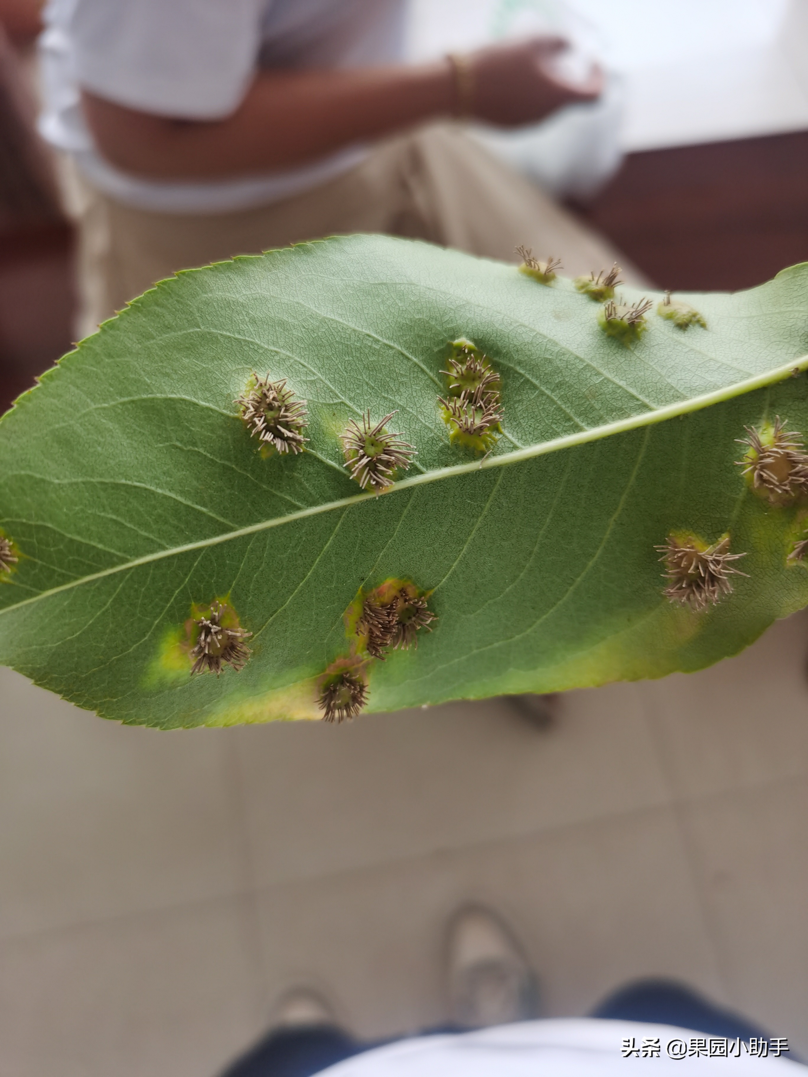 梨树开花时可以打防梨锈病的药吗,为什么梨树喷药了梨锈病更严重