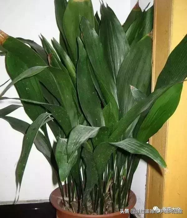 100种常见花卉植物图谱,100种花卉素描图谱