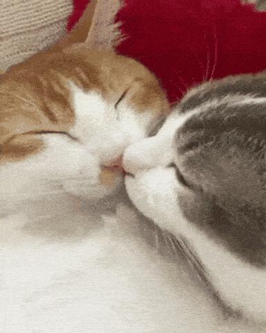 铲屎官别怕猫咪来保护你,猫咪对铲屎官的占有欲