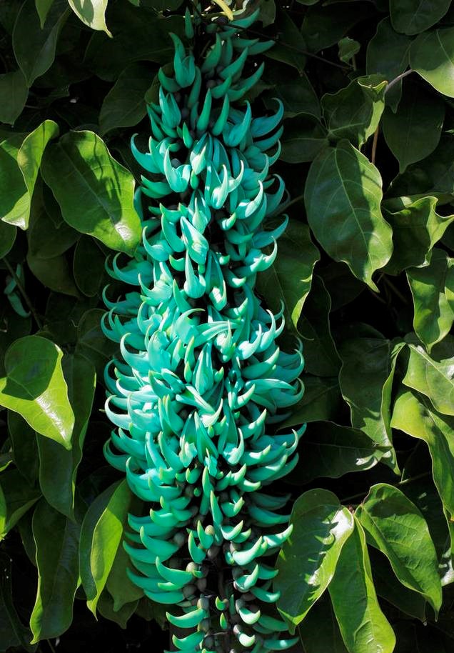 翡翠老葛,翡翠葛图片