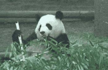 国内可以看熊猫吗,看熊猫要到哪里看