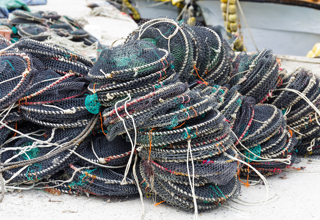 地笼网捕龙虾用什么当诱饵最好,地笼捕龙虾下在什么地方