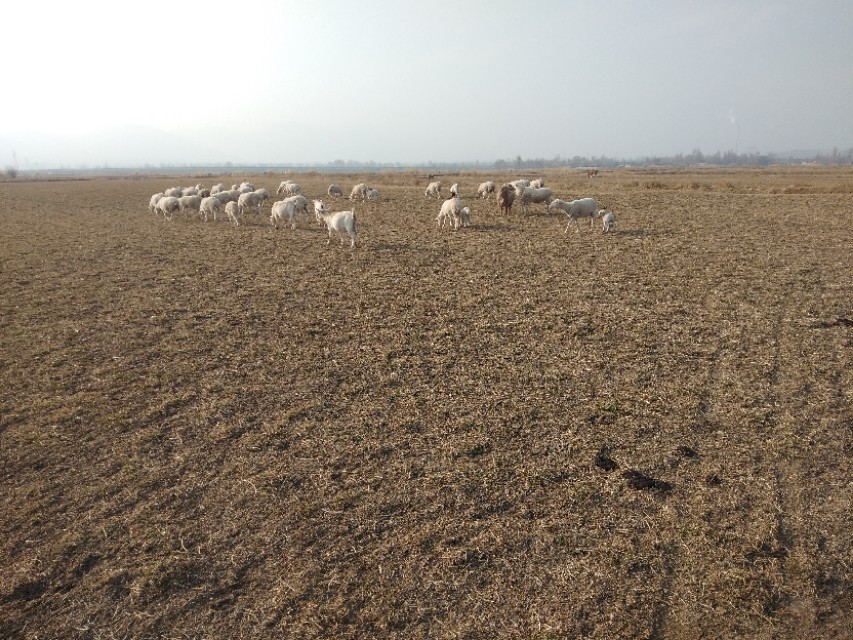 未来十年养羊的前景,养羊未来5年前景