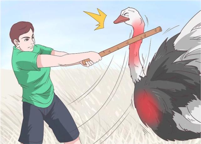 鸵鸟遇到强敌怎么办,如何帮鸵鸟逃避危险