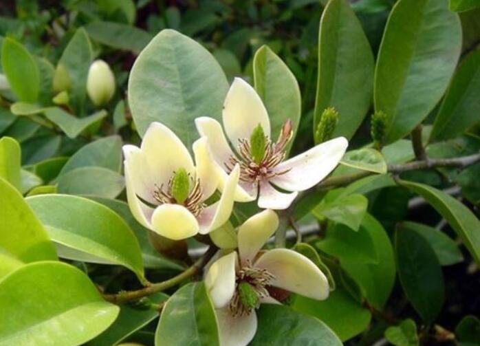 能够散发香味的植物提取物,盆栽香花推荐