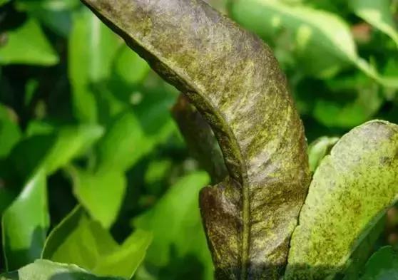 十月份沃柑还有锈壁虱危害吗,乌柑锈壁虱