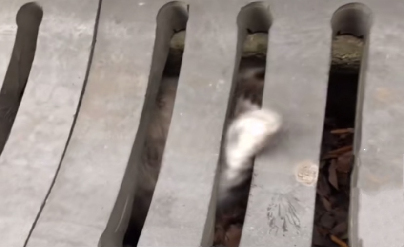 下水道里的猫,向好心人招手,从此改变了猫生