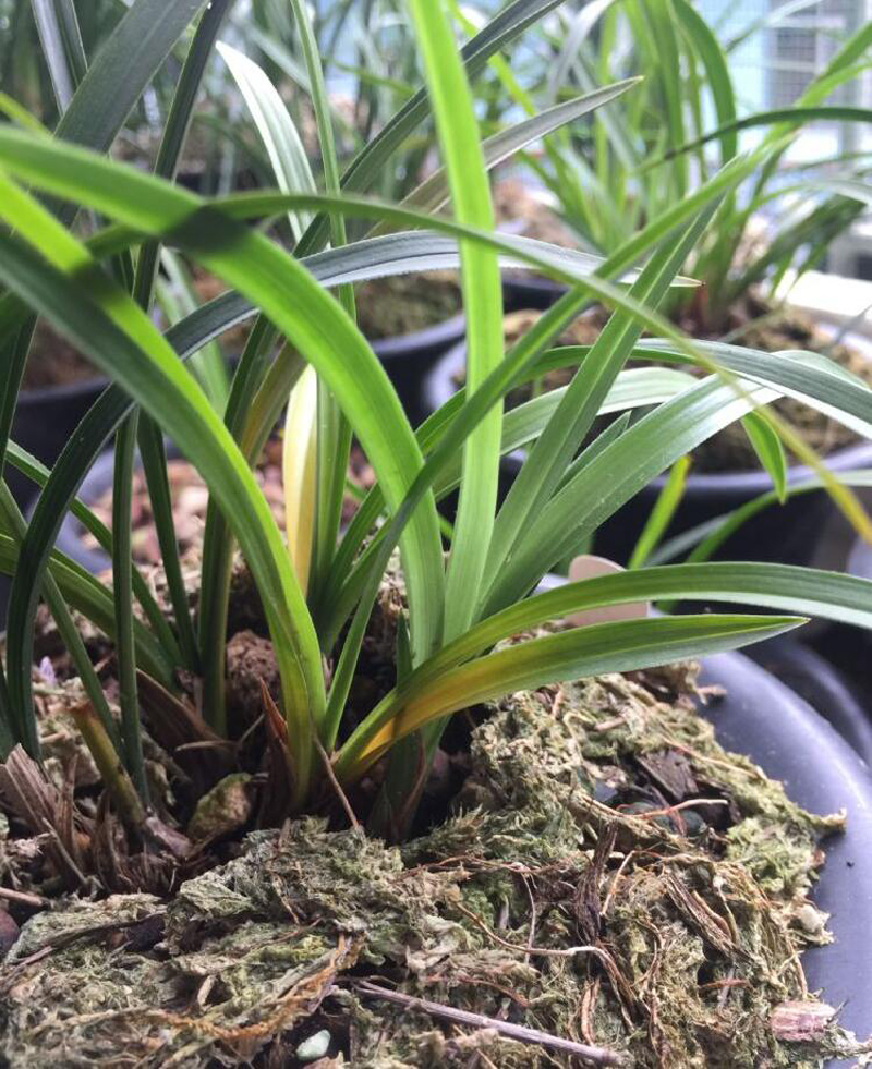 兰花新叶发黑怎么回事,兰花叶片发黄的原因和处理方法