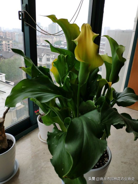 马蹄莲有什么病虫害,马蹄莲的病虫害有哪些