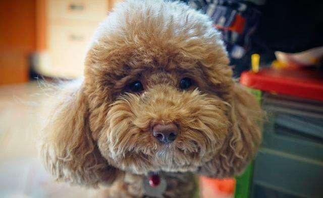 为什么我家泰迪喜欢往外跑,为什么我家泰迪一直盯着我看