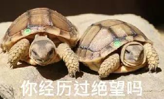 贴吧的奇葩问题,贴吧遇到的奇葩故事