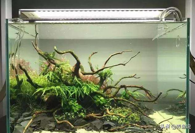 沉木杜鹃根有什么区别?不少鱼友总买错沉木,收藏起来以后避坑