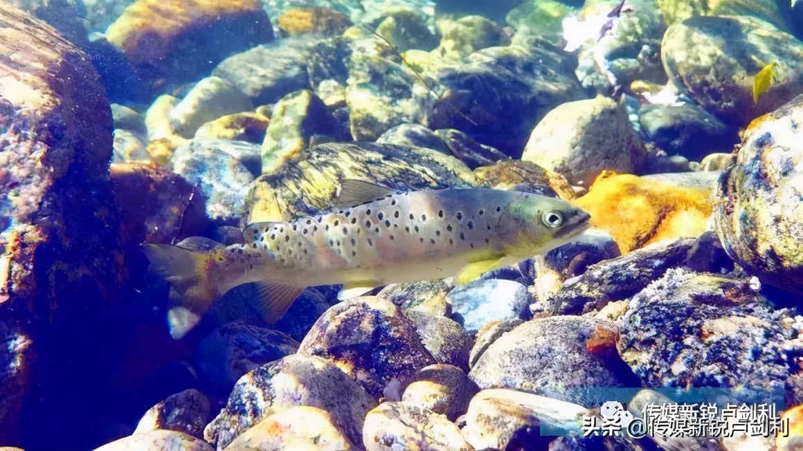 秦岭细鳞鲑科普,秦岭细鳞鲑百科介绍