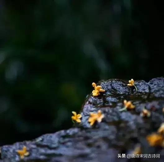 唐诗词经典唯美古文,唐诗宋词中的好词佳句赏析