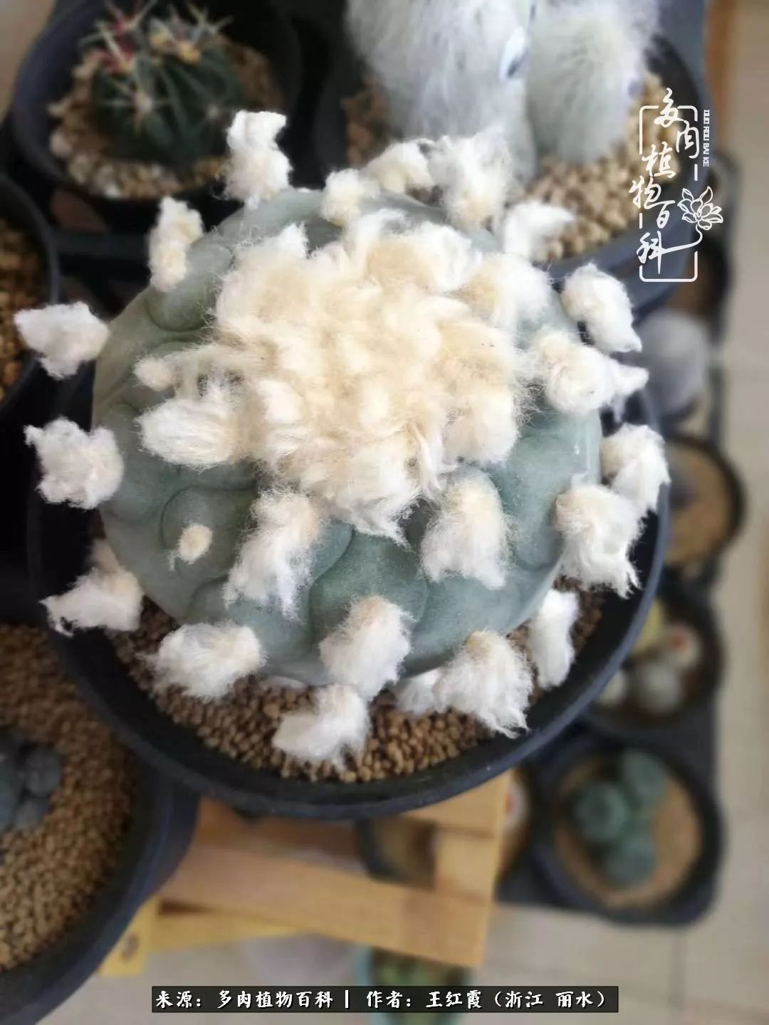 仙人球露养条件,仙人球的露养方法