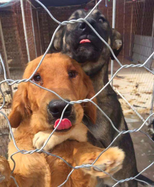 狗狗喜欢到处舔,不过舔这6个地方,可能是有话对你说