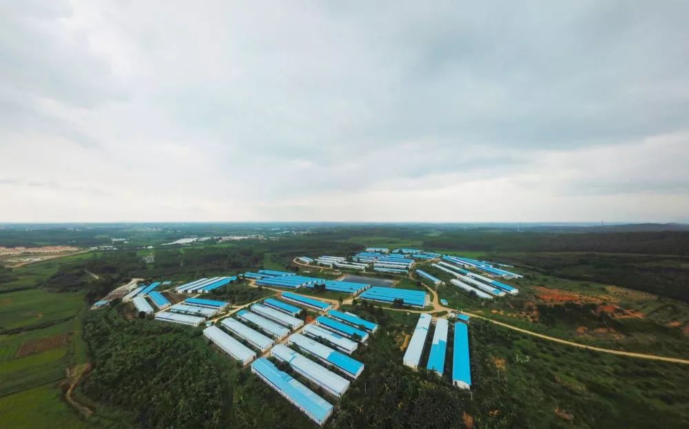 抛弃“铁饭碗”，养猪年入18亿，解密北大才子的另类创业路