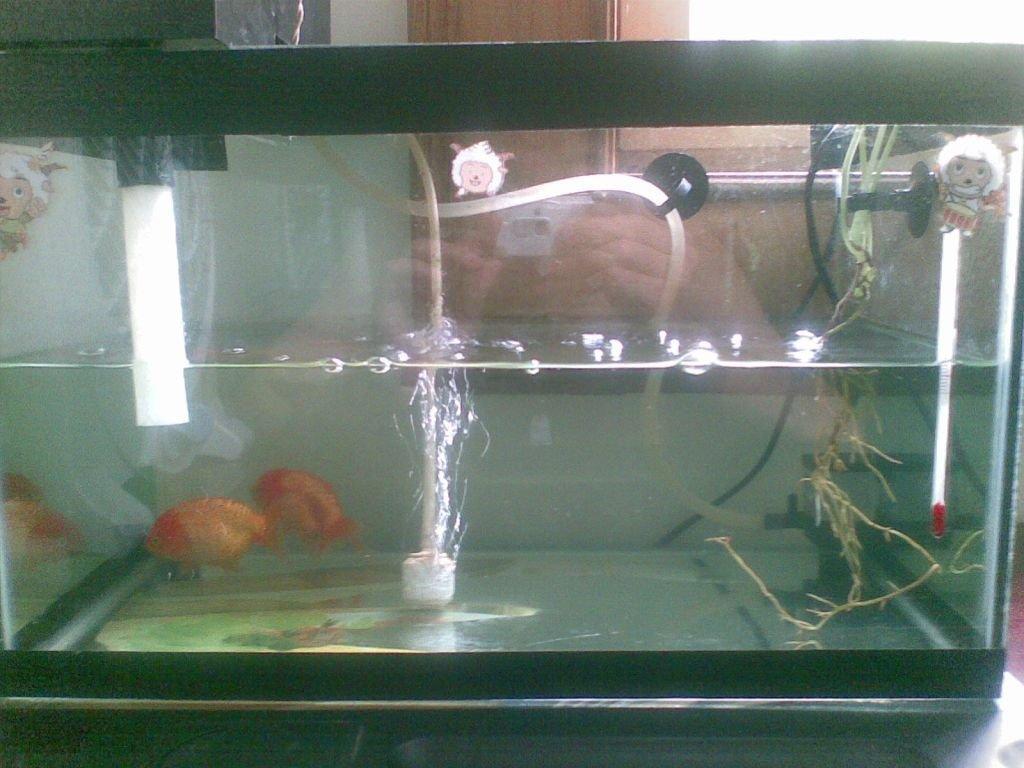 绿萝直接放到鱼缸里面可以活吗,绿萝全放鱼缸里能活么