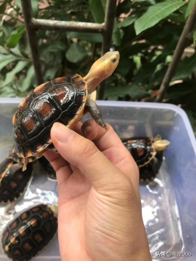 新手养乌龟怎么选健康的龟,如何挑到健康的龟