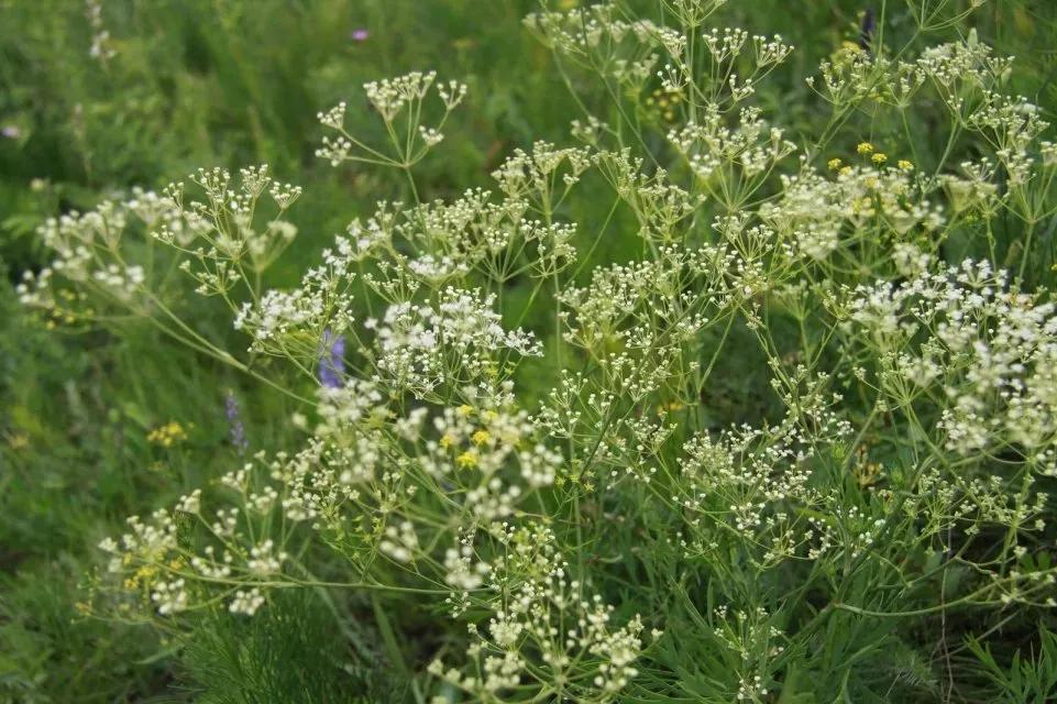 冬天常见中药植物图片及功效,花期长的草本植物图片