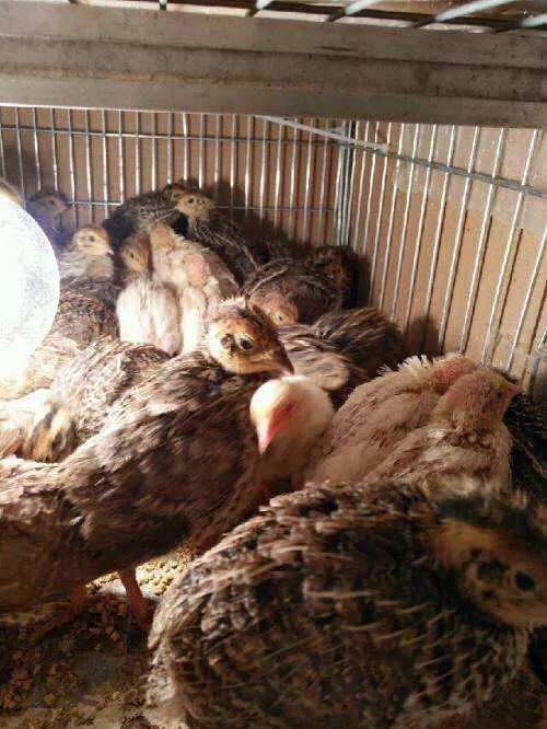 关于鹌鹑的养殖技术,鹌鹑养殖的管理技术