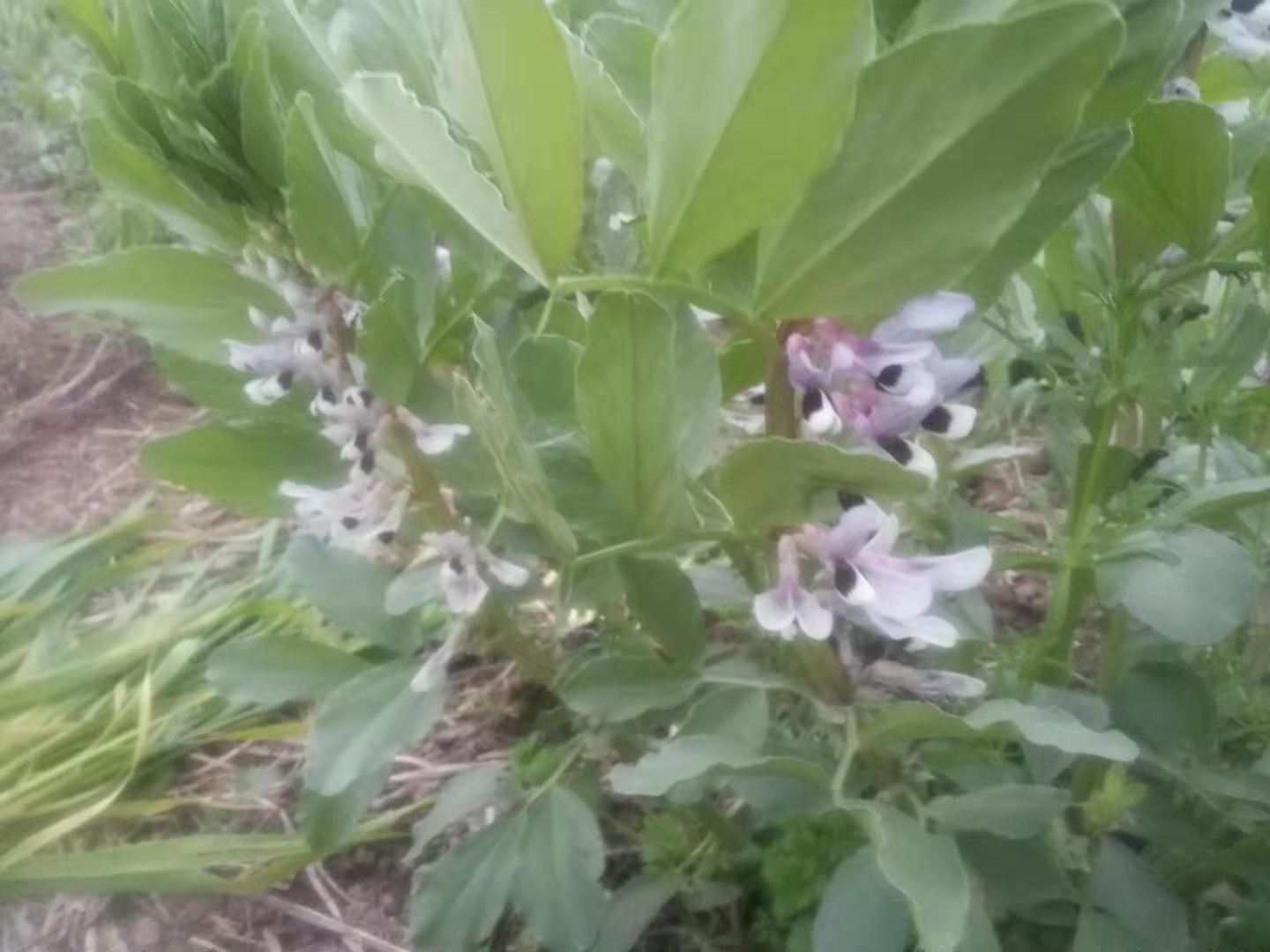 蚕豆你们家乡叫什么,你知道蚕豆是什么吗