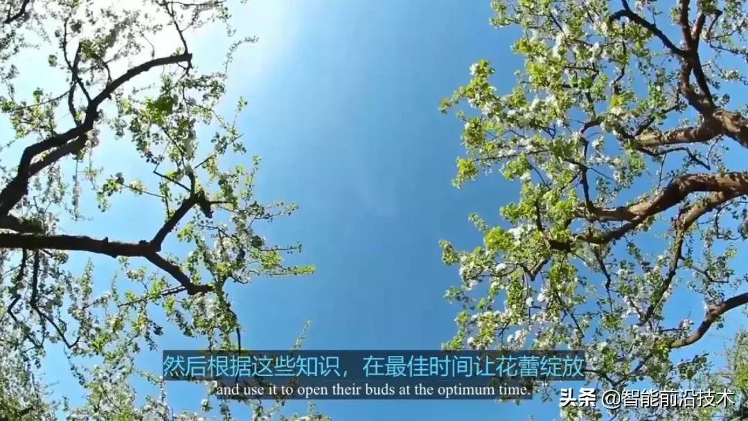 神奇“树联网”,地球本身是一个巨大的超生物体