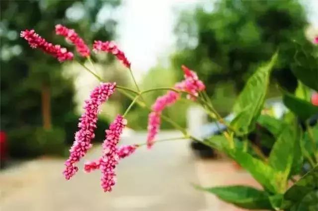 身边常见花卉识别,身边常见的树有哪些